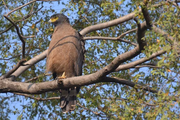 Águila Serpiente Crestada Keoladeo Ghana — Foto de Stock