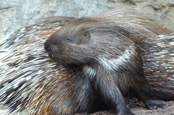 Porcupine Está Preparando Tierpark Berlim — Fotografia de Stock