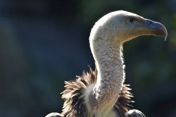 Closeup Griffon Vulture — Stockfoto