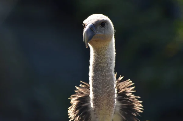 Closeup Griffon Vulture — ストック写真