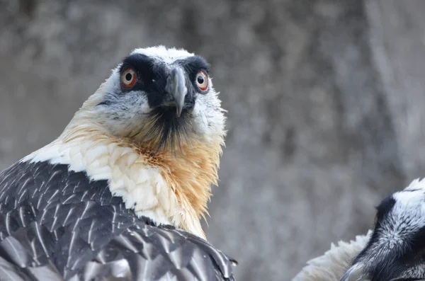 Closeup Head Bearded Vulture — Stockfoto