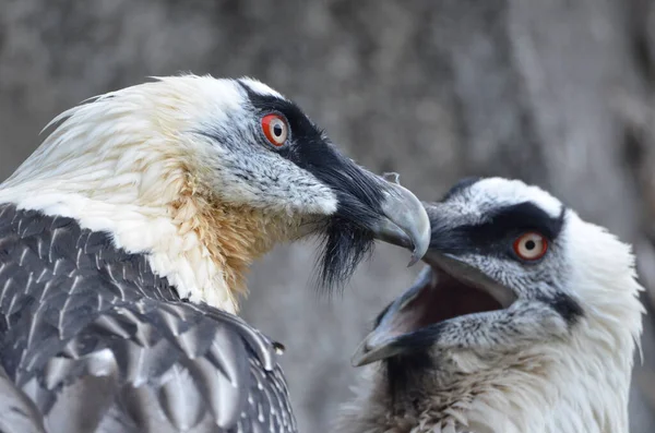Couple Bearded Vultures — ストック写真
