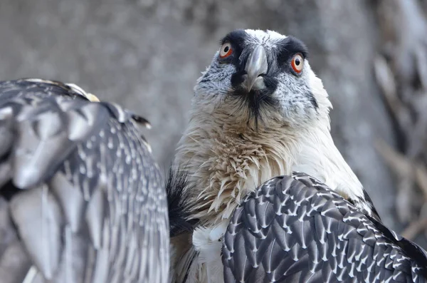 Closeup Head Bearded Vulture — Stock fotografie