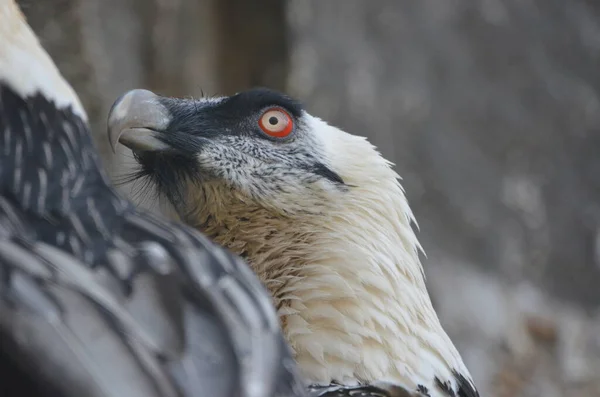 Closeup Head Bearded Vulture — Stockfoto
