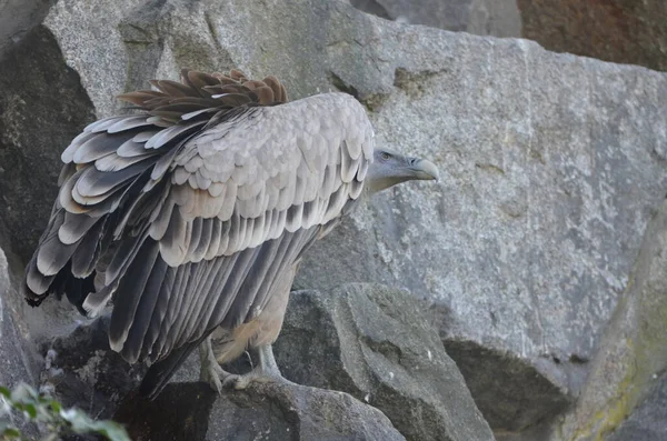 Cape Vulture Sitting Rock — Stockfoto