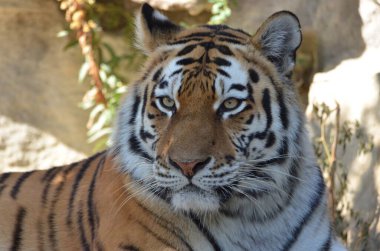 siberian tiger portresi