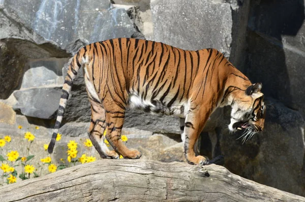 Portrait of a siberian tiger, walking on a tree