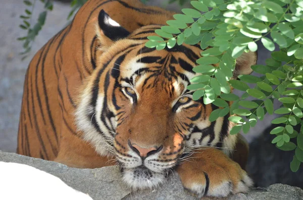 Siberian Tiger Hiding Tree — Stock Photo, Image