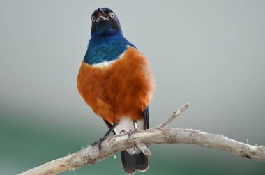 Colorful superb starling is singing a song