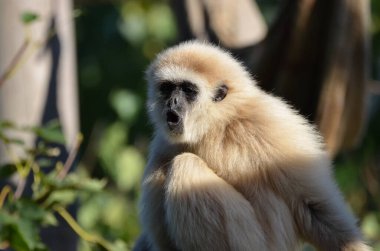 Funny portrait of a hooting lar gibbon
