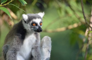 ring-tailed bir lemur portresi