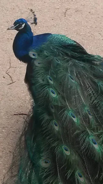 Common Peacock Peacock Island Berlin — стоковое фото