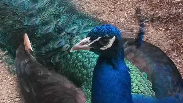 Common Peacock Peacock Island Berlin — Stock Photo, Image