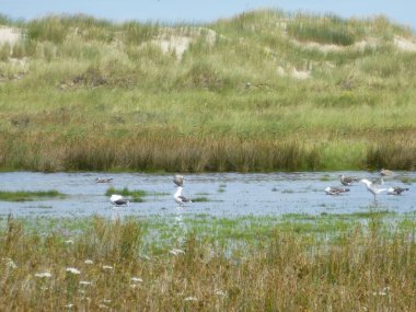 Martılar tuz bataklığında dinleniyor.