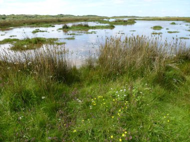 Borkum Adası, Almanya 'daki tuzlu bataklıklar