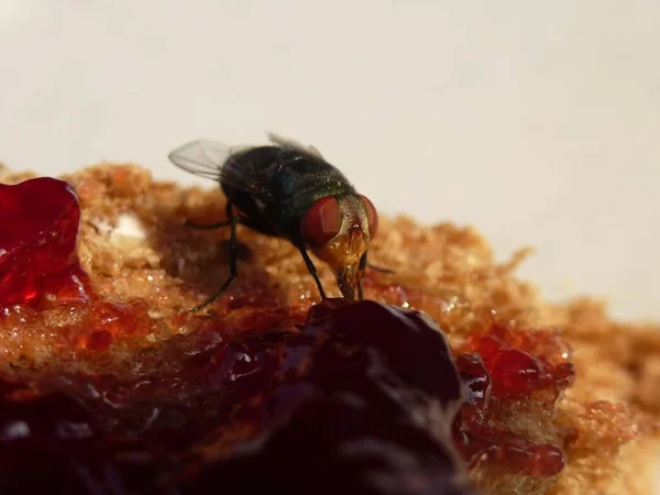 Una Mosca Traviesa Está Disfrutando Desayuno — Foto de Stock