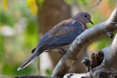 Namibya 'da güzel gülen güvercin