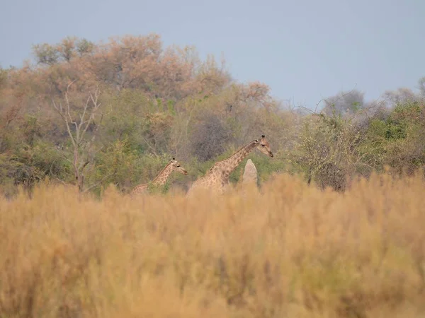 Жирафи Дельті Окаванго Ботсвана — стокове фото