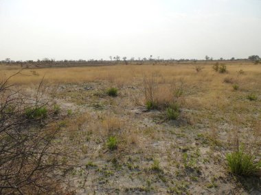 Okavango Deltası, Botswana 'da manzara