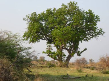 Okavango Deltasında yeşil ağaç