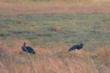 Okavango Deltası 'nda kanatlı kaz
