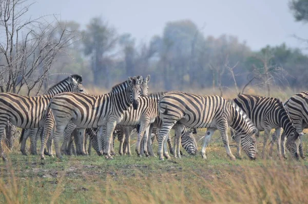 Una Manada Cebras Llanuras Delta Del Okavango —  Fotos de Stock