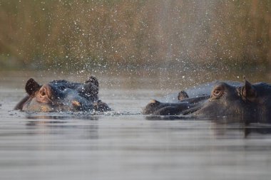 Su aygırları su üflüyor.