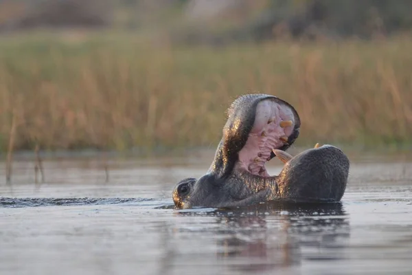 Hippopotame Bâillant Dans Delta Okavango — Photo