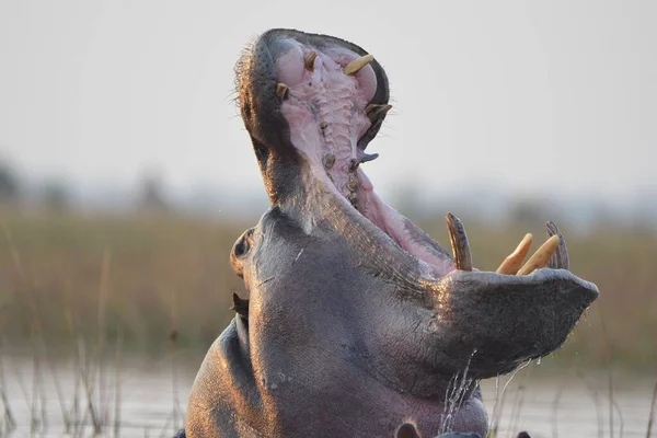 Yawning Hipopótamo Delta Okavango — Fotografia de Stock