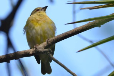 Bir kadın köy dokumacısının portresi