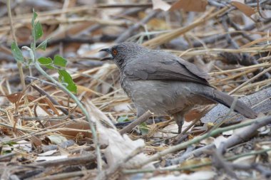 Ok işaretli bir gevezeye yakın çekim