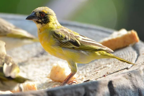 Portrait Southern Masked Weaver — Stock Photo, Image