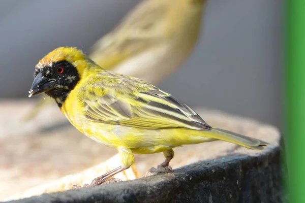 Portrait Southern Masked Weaver — Stock Photo, Image