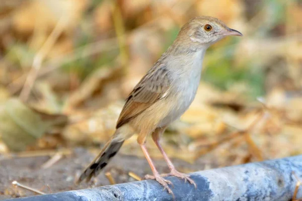 Portrait Rattling Cisticola Botswana — Stock Photo, Image