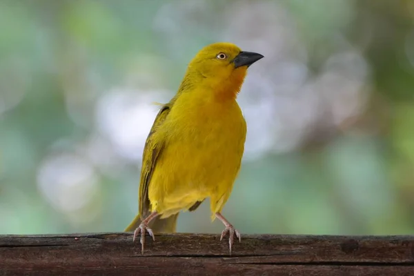 Portrait African Golden Weaver Botswana — Stock Photo, Image