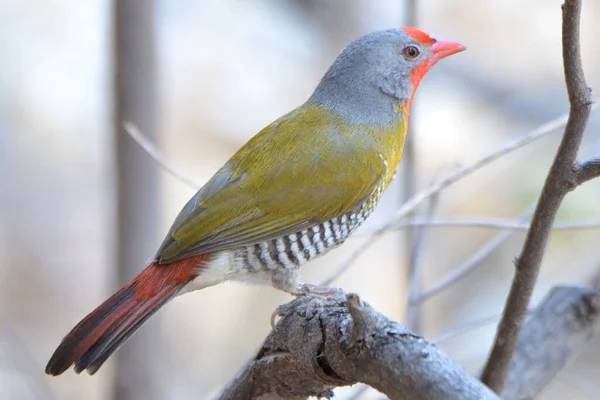 Portrait Green Winged Pytilia Botswana — Stock Photo, Image