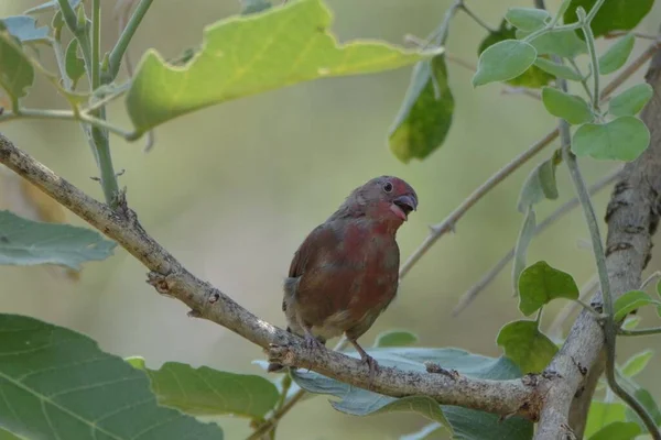 Chardonneret Bec Rouge Est Assis Dans Arbre — Photo