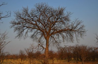 Gweta, Botswana yakınlarındaki Baobab ağacı.