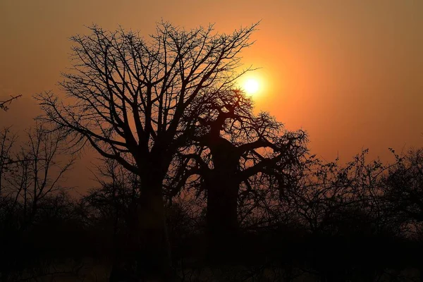 Belo Pôr Sol Atrás Baobás — Fotografia de Stock