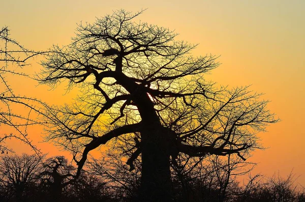 Belo Pôr Sol Atrás Uma Enorme Árvore Baobá — Fotografia de Stock