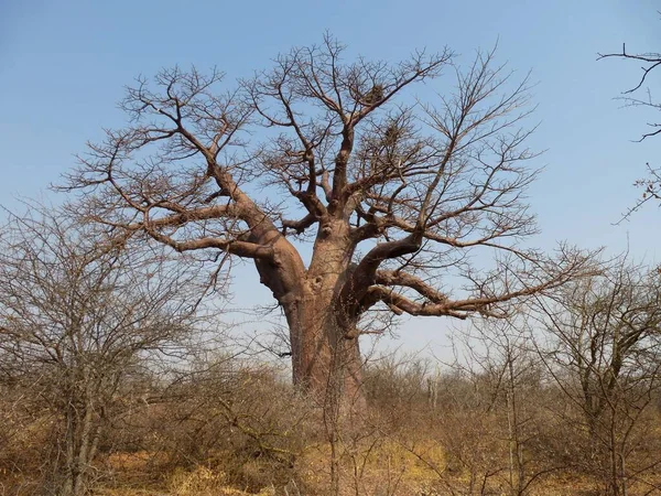 Baobab Baum Der Nähe Von Gweta Botsuana — Stockfoto