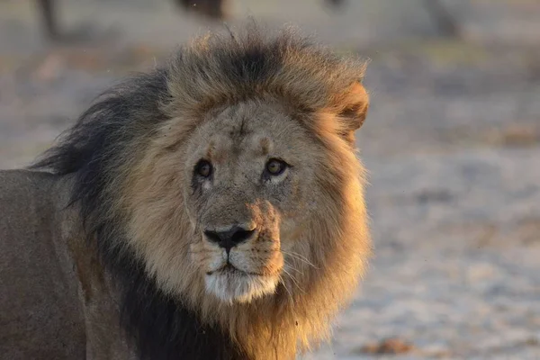 Portrett Mannlig Løve Ved Chobe Botswana – stockfoto