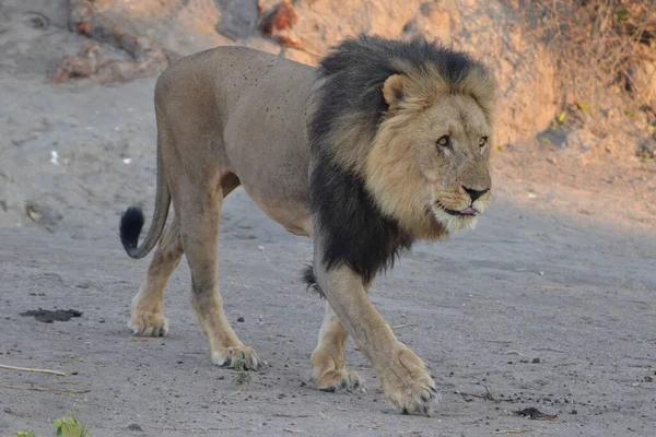 Samec Lva Národním Parku Chobe Botswana — Stock fotografie