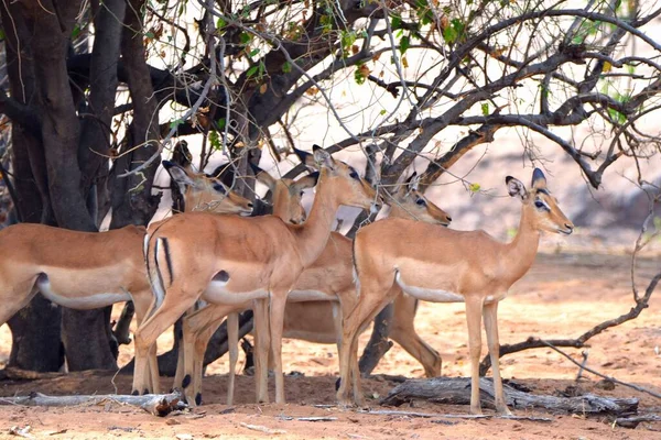 Impalas Femminile Piedi Sotto Albero Chobe — Foto Stock