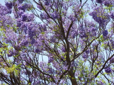 Botswana 'daki güzel Jacaranda ağacı