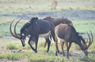 Güney samuru antilopları grubu, Chobe NP