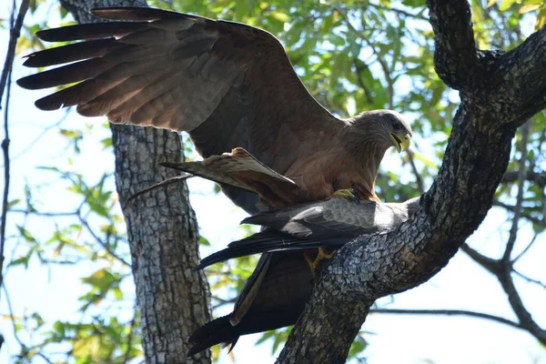 Att Para Gula Fakturerade Drakar Chobe National Park — Stockfoto