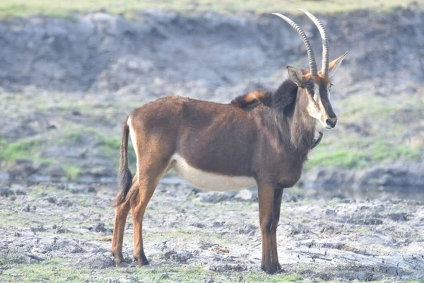 Portrait Une Antilope Sable Sud Chobe — Photo