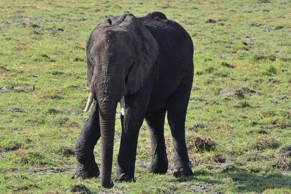 Pequeño Elefante Africano Parque Nacional Del Coro —  Fotos de Stock