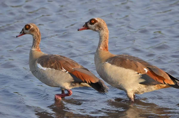 Egyptian Goose Chobe River Botswana Stock Picture